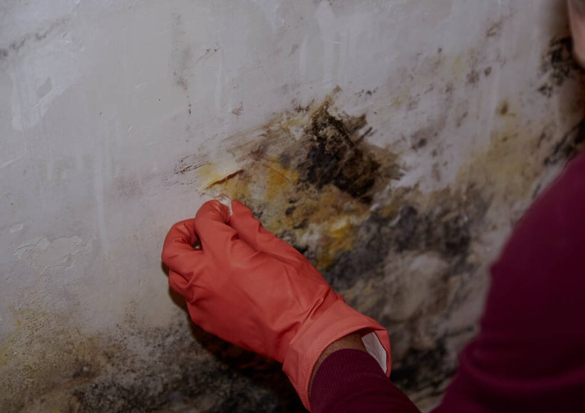mould cleaning